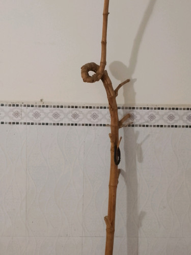 ជុំដើមឬស្សី