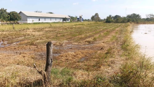 ដីលក់ជិតព្រលានយន្តហោះតេជោថ្មី ស្រុកកណ្តាលស្ទឹង ទំហំ 20×100