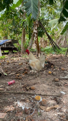 មាន់លក់