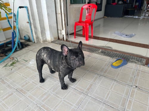 លក់​ភេទឆឈ្មោល​ពូជ​សុទ្ធ​ ម្ចាស់ទិញពីក្រៅមក