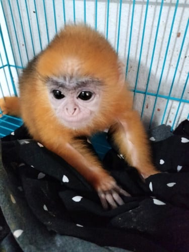 ស្អាតខ្លាំង