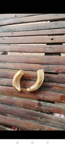 ខ្នាយជ្រូកព្រៃសុត
