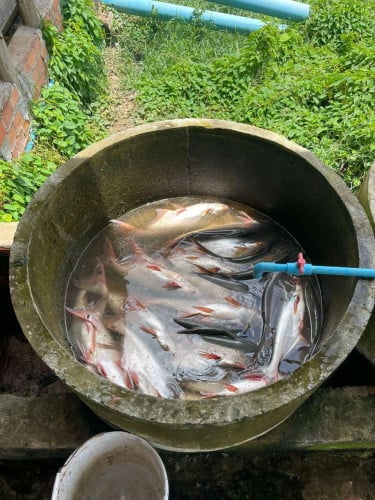 ដីអាជីវកម្មចំណូលស្រាប់1000$/ខែ(ចរចារ)