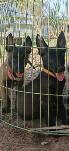 កូនម៉ាលីណយញី malinois
