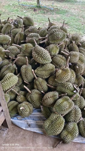 ម៉ាន់ថងបែកអន្លូង លំដាប់ថ្នាក់ Premium! ធានាសាច់ម៉ដ្តខៃ ផ្អែមឈ្ងុយខ្ទិះ មិនល្អមិនយកលុយ!