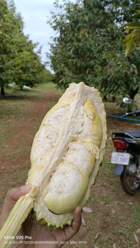 ម៉ាន់ថងបែកអន្លូង លំដាប់ថ្នាក់ Premium! ធានាសាច់ម៉ដ្តខៃ ផ្អែមឈ្ងុយខ្ទិះ មិនល្អមិនយកលុយ!