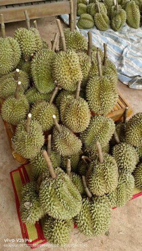 ម៉ាន់ថងបែកអន្លូង លំដាប់ថ្នាក់ Premium! ធានាសាច់ម៉ដ្តខៃ ផ្អែមឈ្ងុយខ្ទិះ មិនល្អមិនយកលុយ!