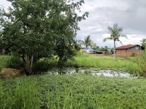 🏠 អចលនទ្រព្យ លក់ឡាយឡុង (Auctioned Properties) 🏷