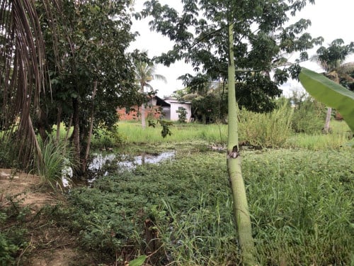 🏠 អចលនទ្រព្យ លក់ឡាយឡុង (Auctioned Properties) 🏷