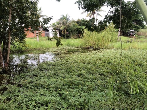 🏠 អចលនទ្រព្យ លក់ឡាយឡុង (Auctioned Properties) 🏷