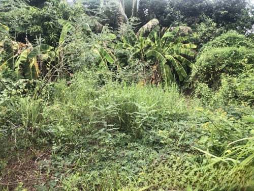 🏠 អចលនទ្រព្យ លក់ឡាយឡុង (Auctioned Properties) 🏷