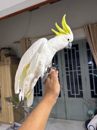 Cockatoo Triton
