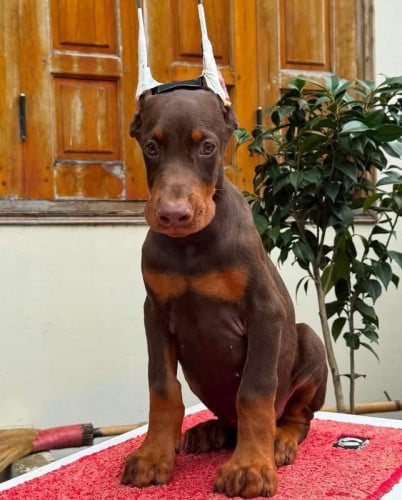 Doberman Chocolate Quality 🔥