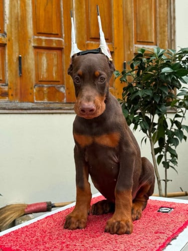 Doberman Chocolate Quality 🔥