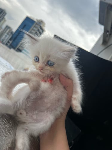 Rush Sale! All for 60$ only! - Persian Kitten + Cage + 2 Cat Food