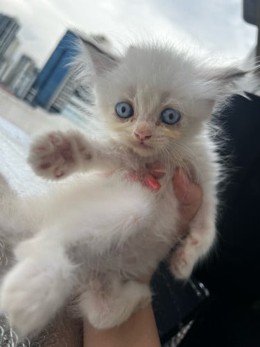 Rush Sale! All for 60$ only! - Persian Kitten + Cage + 2 Cat Food