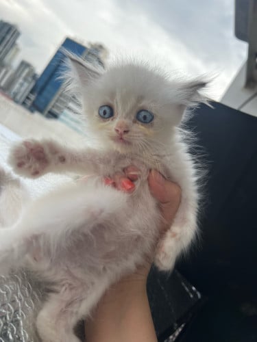 Rush Sale! All for 60$ only! - Persian Kitten + Cage + 2 Cat Food
