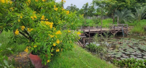 ដីលក់នៅអង្គស្នួល