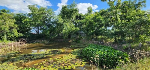ដីលក់នៅអង្គស្នួល
