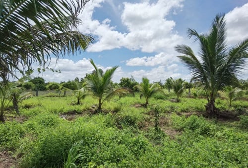 ដីលំហែចំការដូងជិតក្រុងភ្នំពេញលក់បន្ទាន់