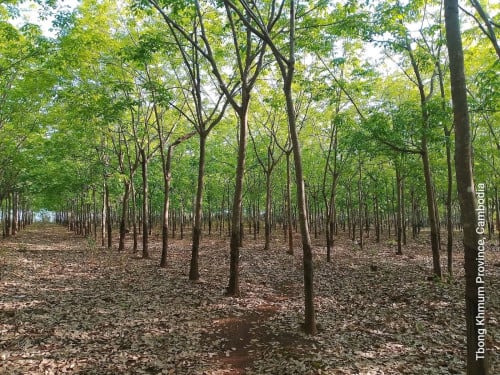 ដីលក់បន្ទាន់