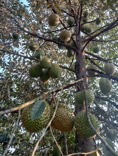 ទុរេនស្រុកមេមត់