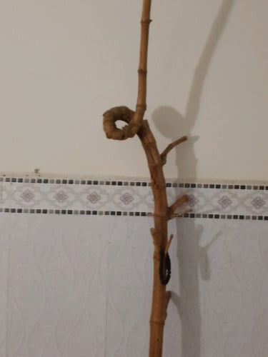 ជុំ ឬស្សី