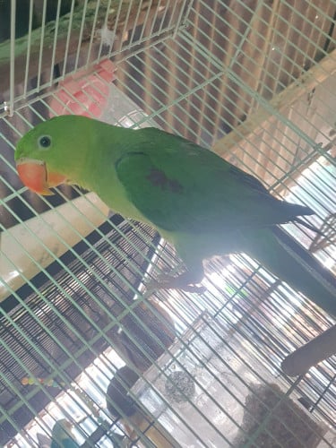 សេកសោម