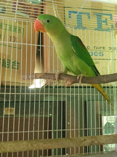 សេកសោម