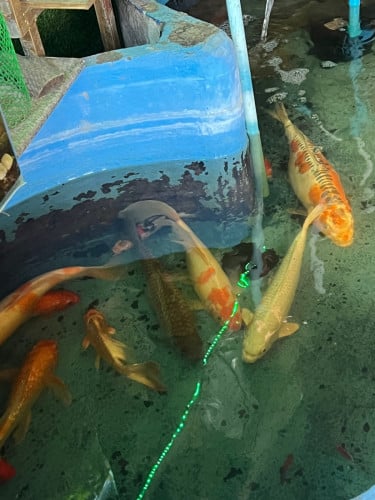 លក់ទាំងអស់