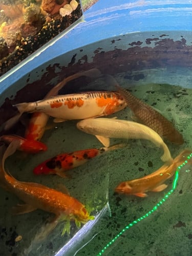 លក់ទាំងអស់