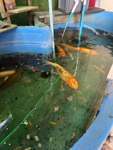លក់ទាំងអស់