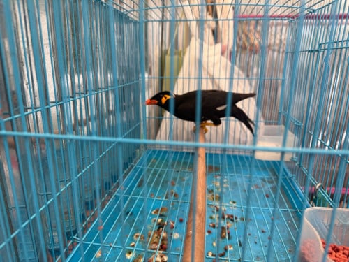 អាវងធំហេីយរហ័សណាស់