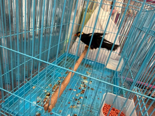 អាវងធំហេីយរហ័សណាស់