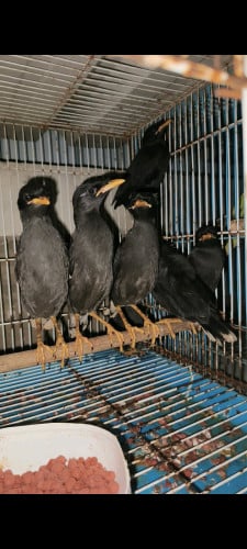 កាកែវចេះនិយាយ