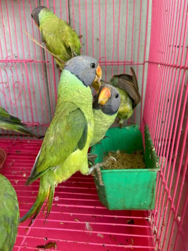 សេកកន្ទុយលឿងខៀវ