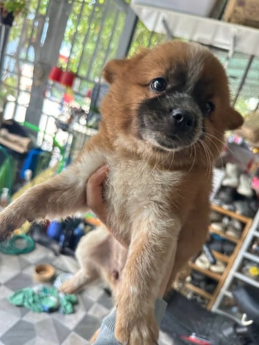 កូនប៉ម កាត់, អាយុ2ខែ