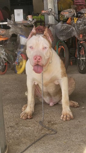 Bang dog គីឡូធំ