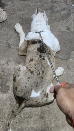 Bang dog គីឡូធំ