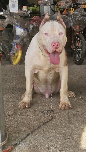 Bang dog គីឡូធំ