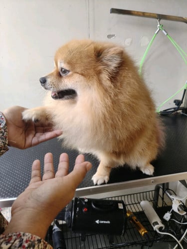 beautiful male pom