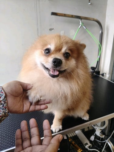 beautiful male pom