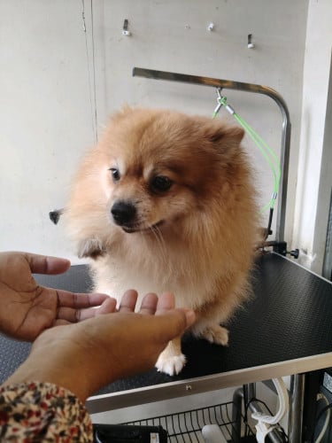 beautiful male pom