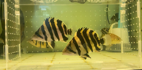 Sumatra tiger fish (ត្រីខ្លាឥណ្ឌូនេស៊ី) ទំហំ 12-14cm រាងស្អាតពណ៌ស្អាត