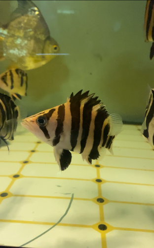 Sumatra tiger fish (ត្រីខ្លាឥណ្ឌូនេស៊ី) ទំហំ 12-14cm រាងស្អាតពណ៌ស្អាត