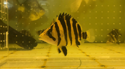Sumatra tiger fish (ត្រីខ្លាឥណ្ឌូនេស៊ី) ទំហំ 12-14cm រាងស្អាតពណ៌ស្អាត