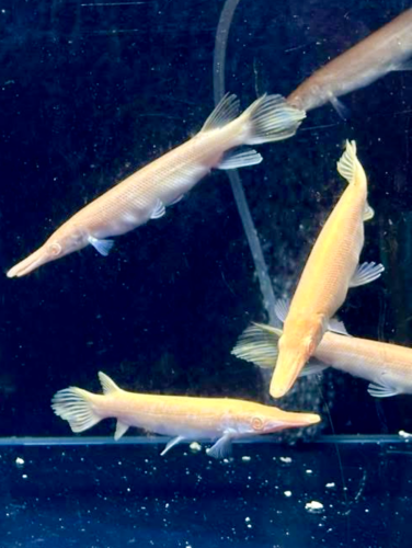 ត្រី ក្រពើ ( Albino )