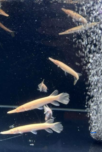 ត្រី ក្រពើ ( Albino )