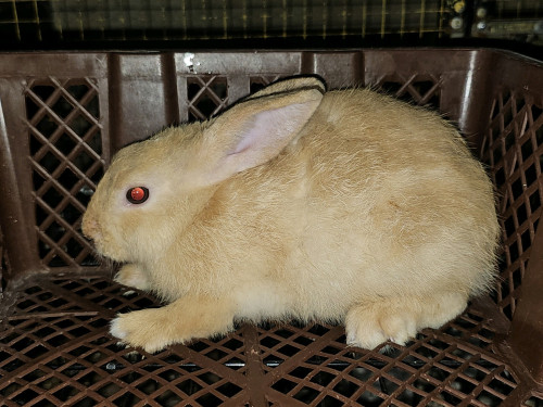 ទន្សាយជំទង់ 1គូ