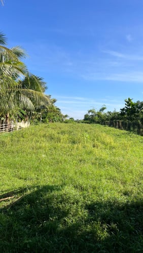 ក្បាល 15m បណ្តោយ 56m